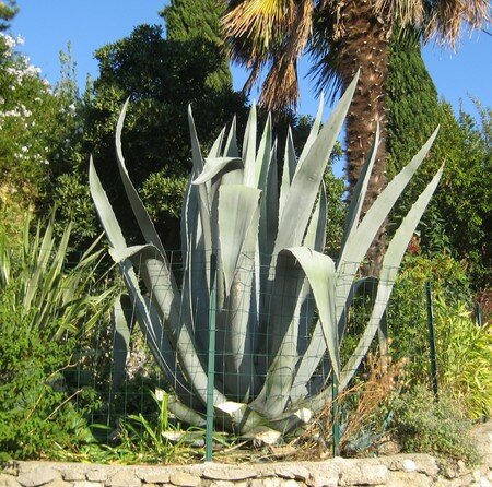 cactusse