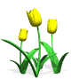 Fleurs_tulipe_10