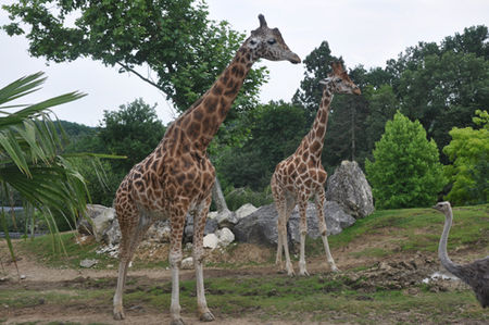beauval_giraffe