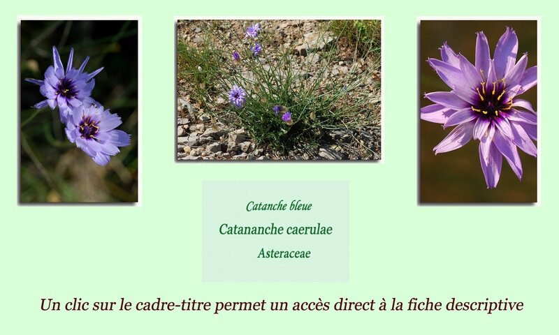 Catananche bleue