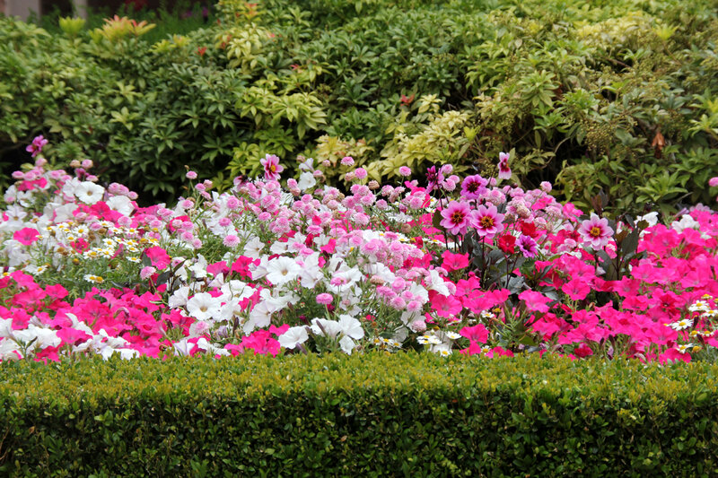 Disneyland_fleurs