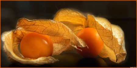 P1Physalis030276