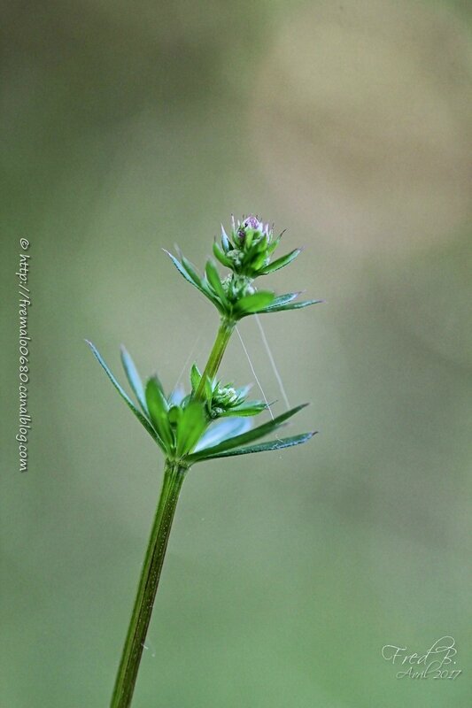 Galium sp