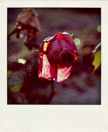 rose_087_pola