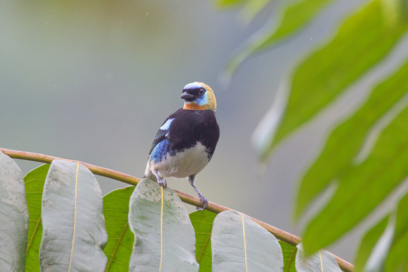 Tangara larvata_7207