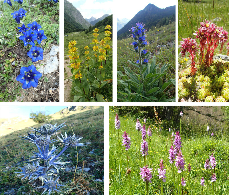 Fleurs de montagne2