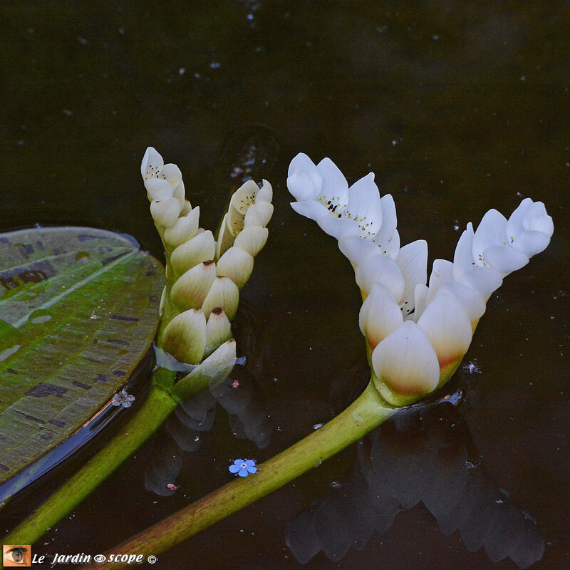 Aponogeton-distachyos