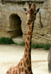 girafe3