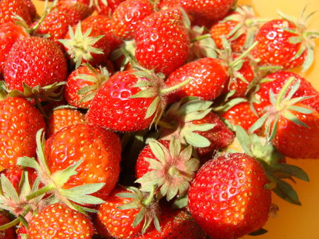 1ere_recolte_fraises_mai11_gp