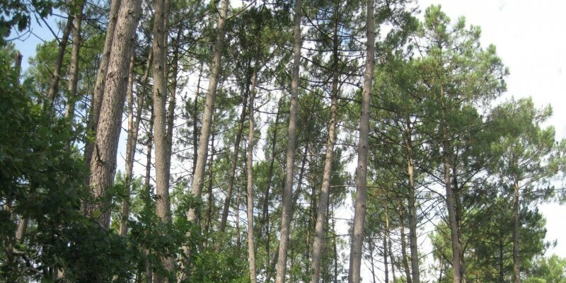 La belle mission des forestiers