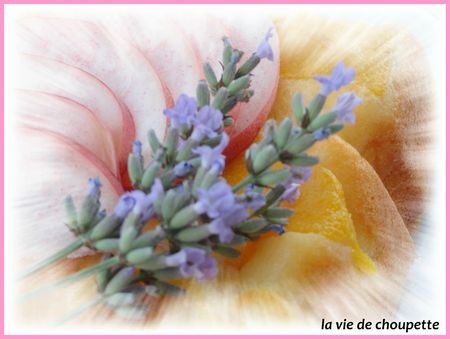 Recettes_light 008