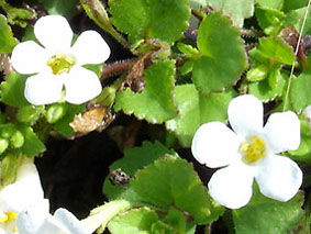 bacopa_fleurs