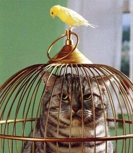 chat_cage_oiseau