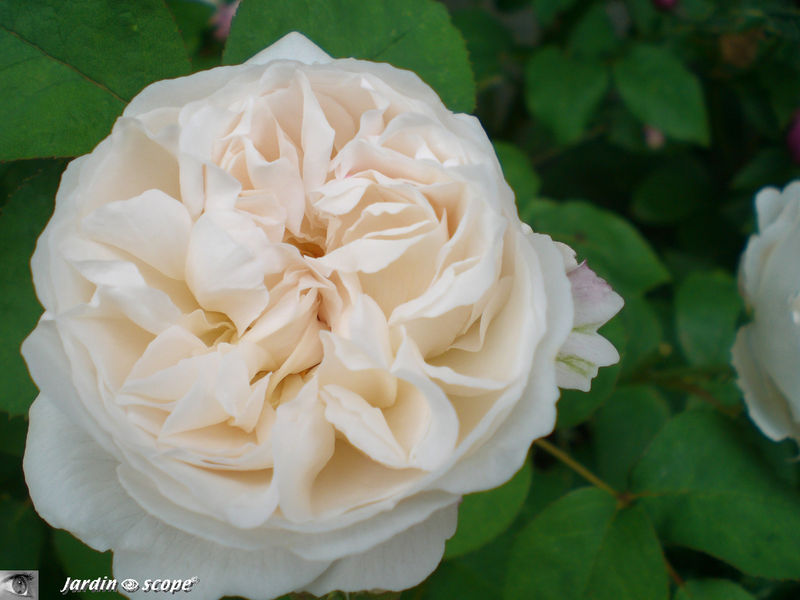 Rosier 'Winchester cathedral'