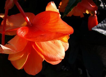 BEGONIA
