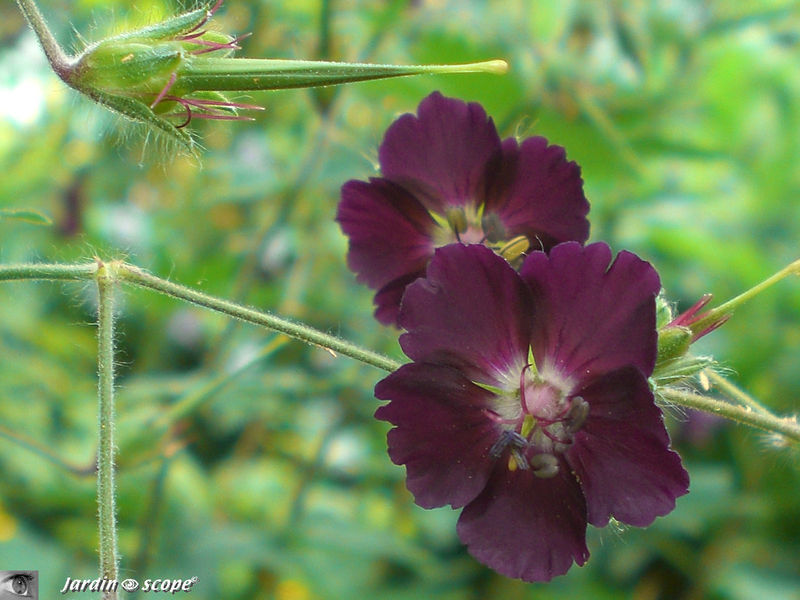 Géranium 'Phaeum mourning widow' à la couleur rare