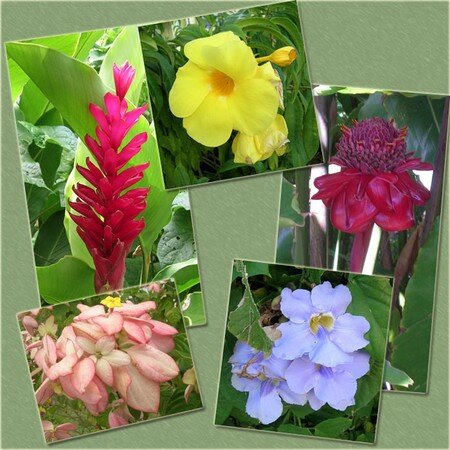 fleurs_Martinique