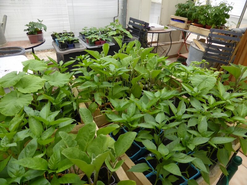 4-plants-nursery (3)