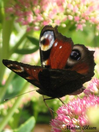 papillon Peacock MontanaPatch (19)