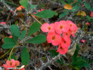 CIMG1469_Euphorbia_Milii