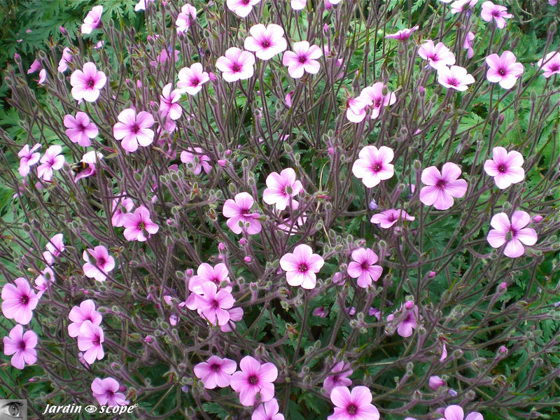 Geranium maderense • Géranium de Madère • Famille des Geraniacea