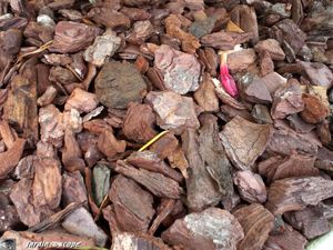 Paillage_pin