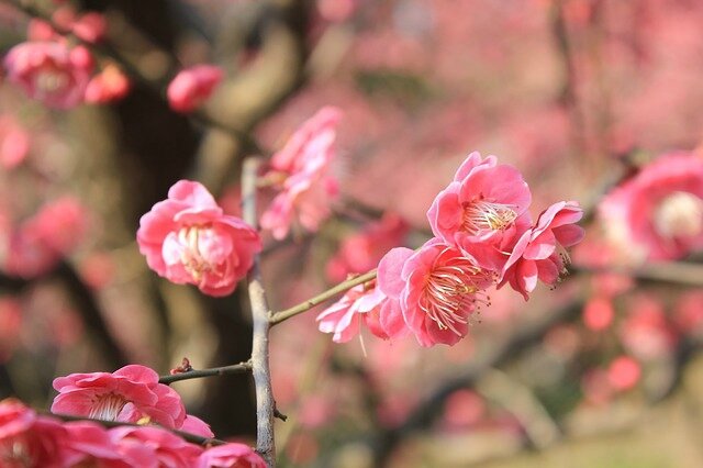 plum-blossom-89531_640