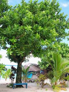 tamanu_tree_on_beach