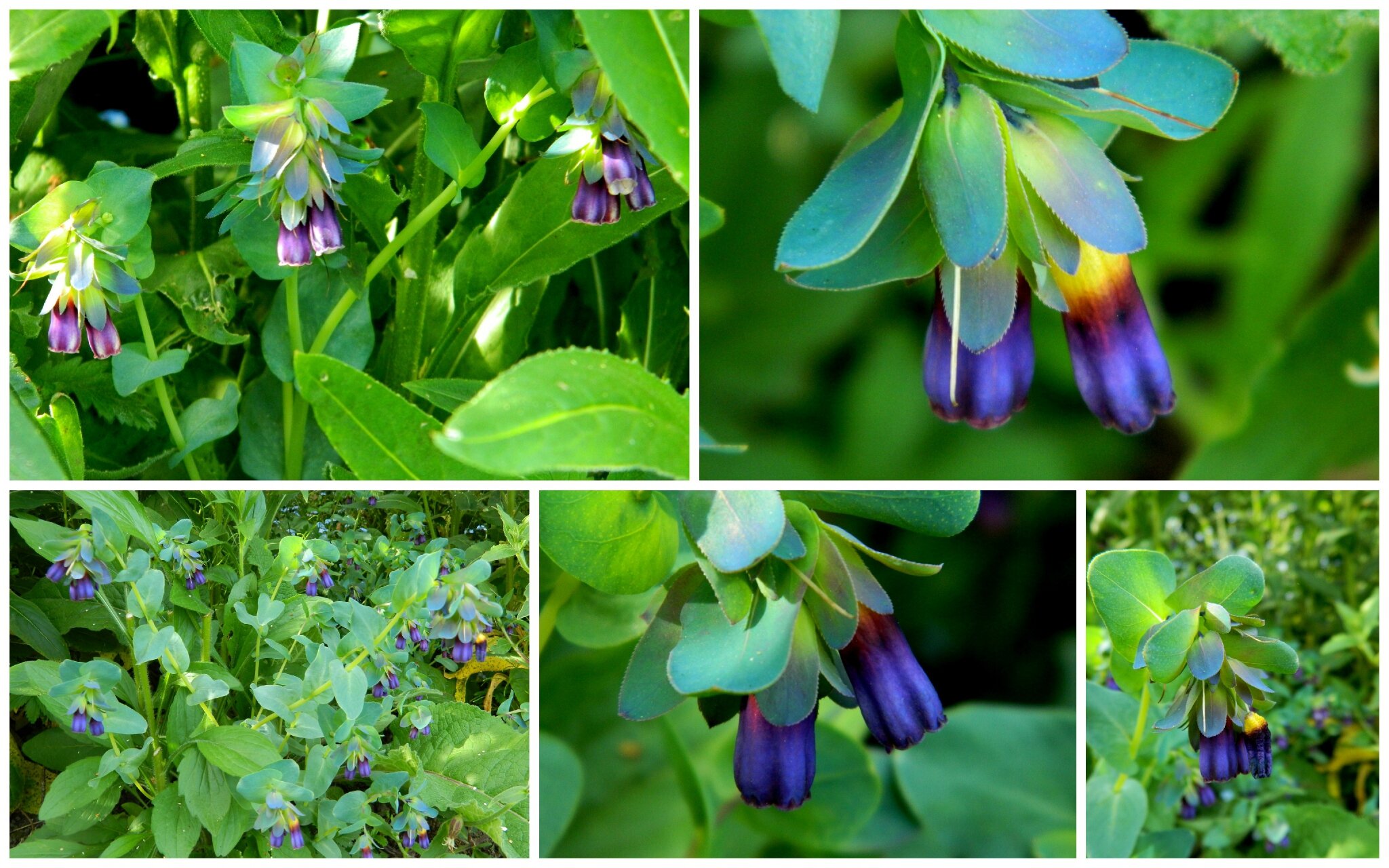 cerinthe