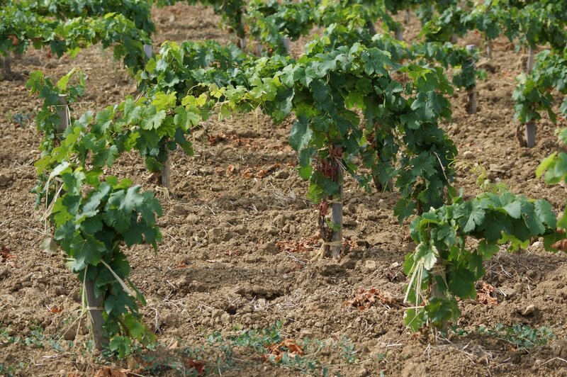 01 Pavie Macquin (7)