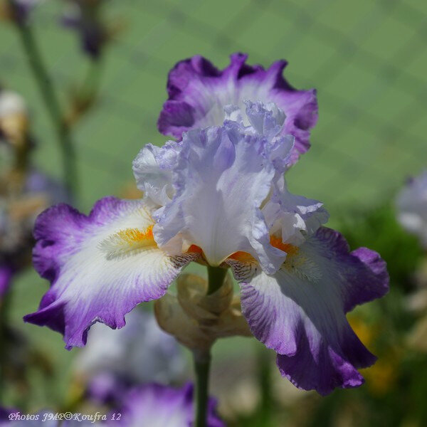 Photos JMP©Koufra 12 - Fleurs Irris - 19062018 - 021