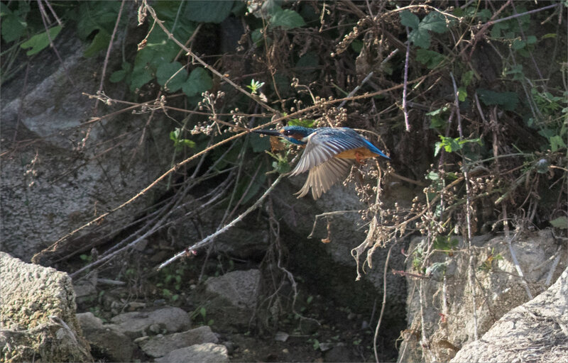 Oiseau MP vol 280920