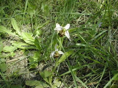 Ophrys_apifera__2_