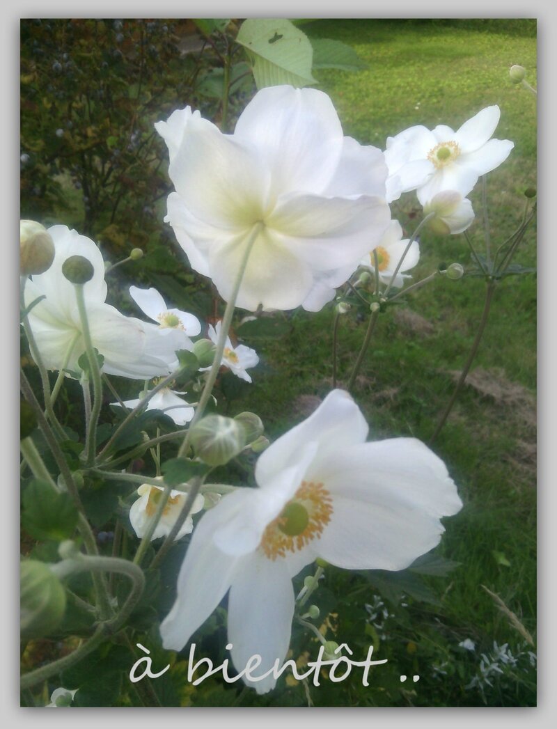 fleurs blanches 1b