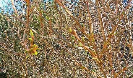 jardin en février 2018 le 4