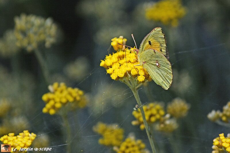 Le Souci • Colias crocea