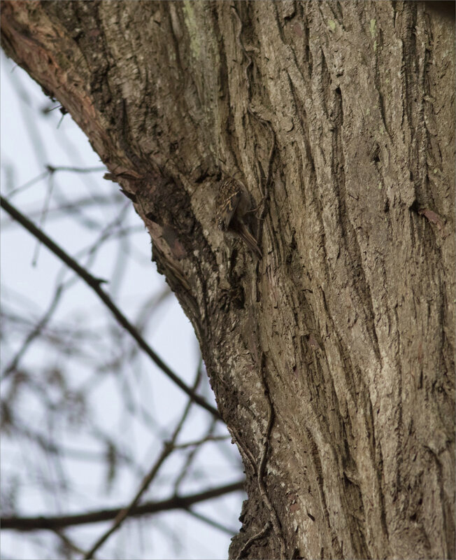 oiseau grimpereau 3 camouflage 110120