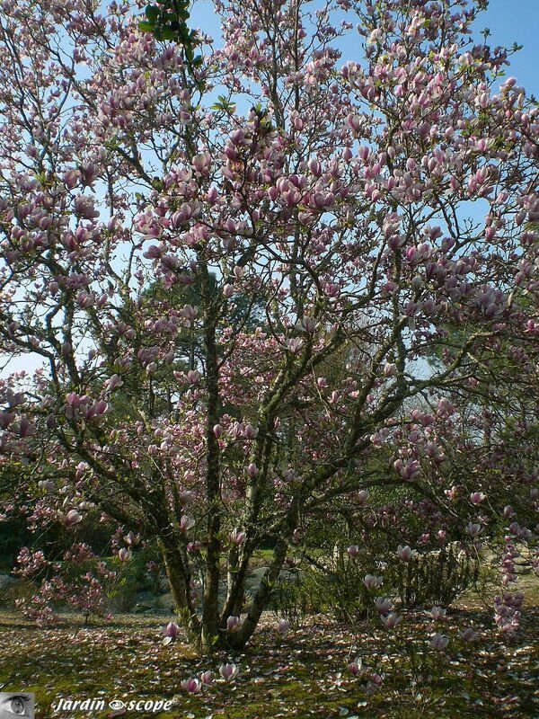Magnolias
