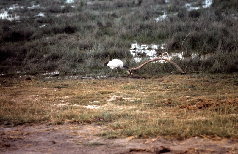 amboseli oiseaux m