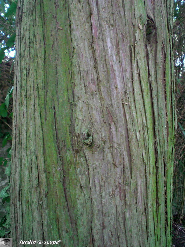 Cyprès de Lawson • Chamacyparis lauwsoniana • Cupressaceae