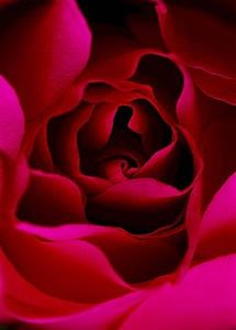Red_Rose1