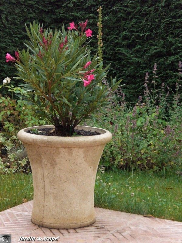 Laurier Rose • Nerium Oleander
