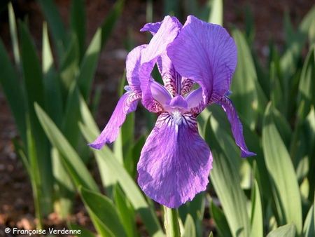 FV-Iris Aphylla1584
