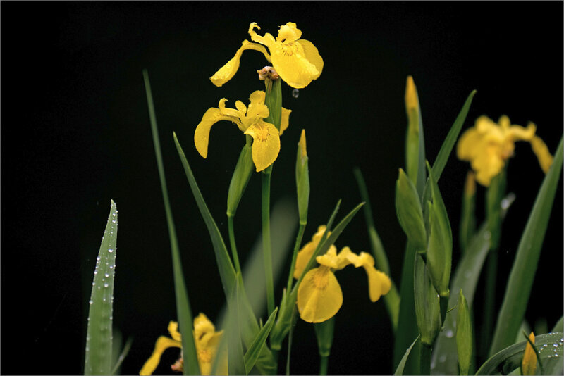 Iris marais pluie 190420