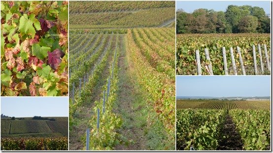 vignes octobre 20233