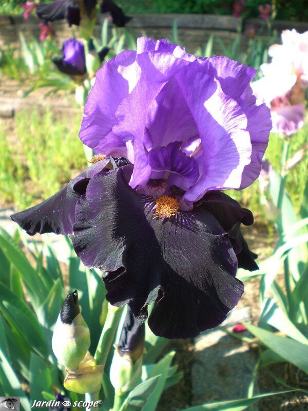 Iris