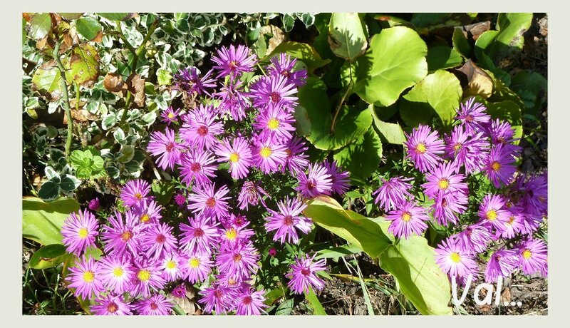 18 oct asters