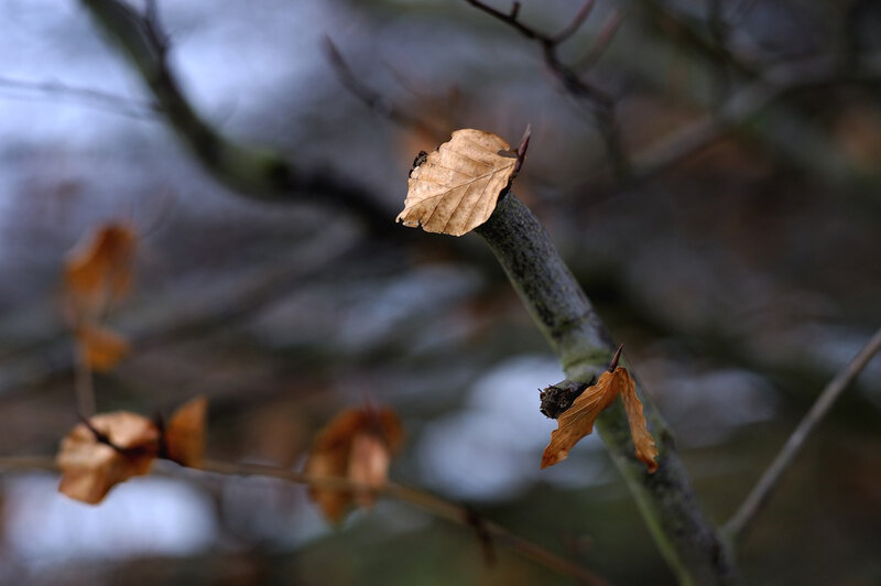 feuille sur l'arbre
