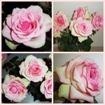 roses_maman