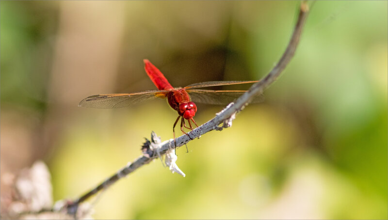 QM libell crocothemis écarlate 280818 ym 5